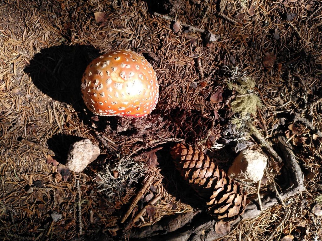 10 einfache Sinnesspiele in der Natur