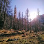 Waldspiele und Sinnesspiele in der Natur