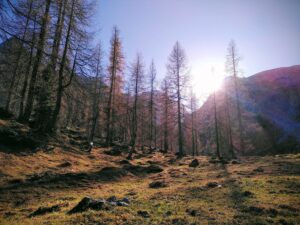 Waldspiele und Sinnesspiele in der Natur