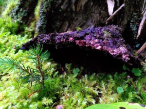 Sinnesspiele im Wald