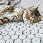Katze auf Akupressurmatte