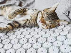 Katze auf Akupressurmatte