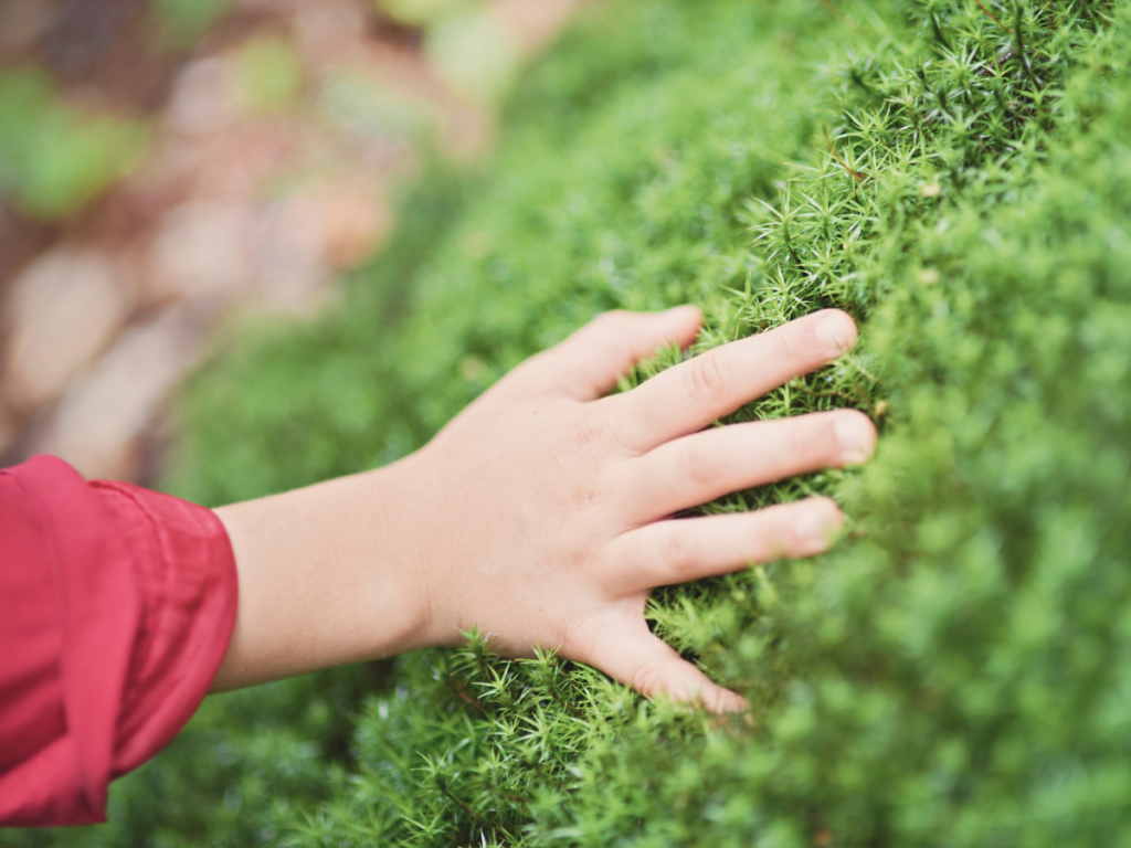 Sinnesspiele in der Natur, Naturspiele, Waldspiele, Spiele draussen, Naturmaterialien, Nervensystem beruhigen