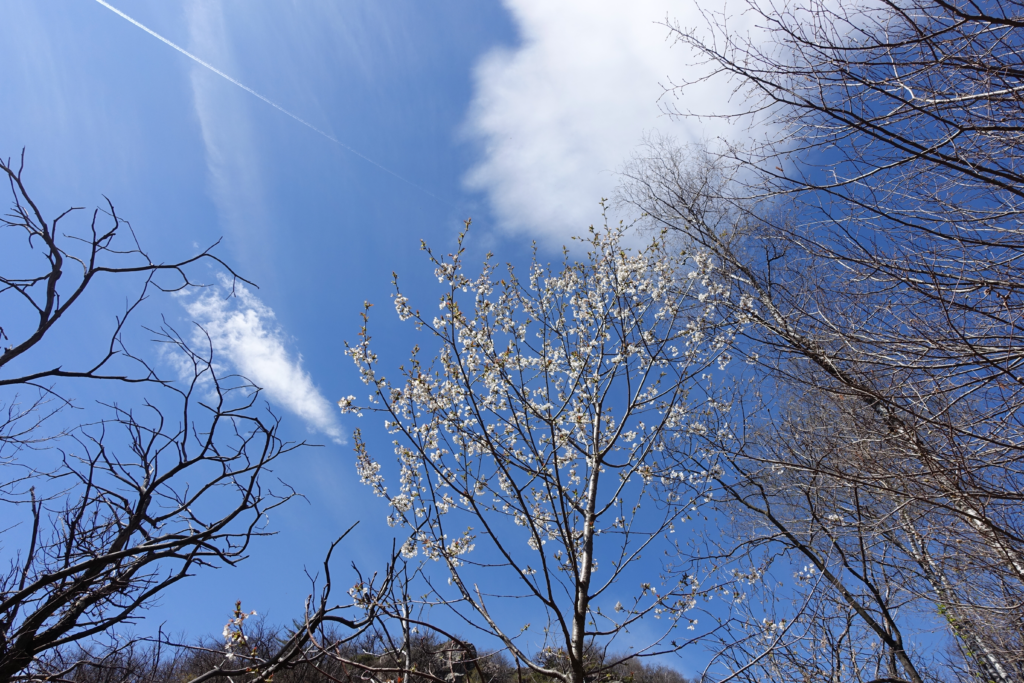 Nervensystem beruhigen, Naturpausen retten den Tag
