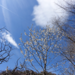 Nervensystem beruhigen, Naturpausen retten den Tag