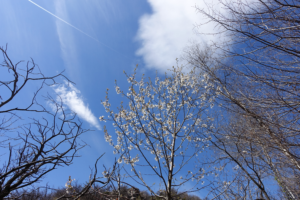 Nervensystem beruhigen, Naturpausen retten den Tag